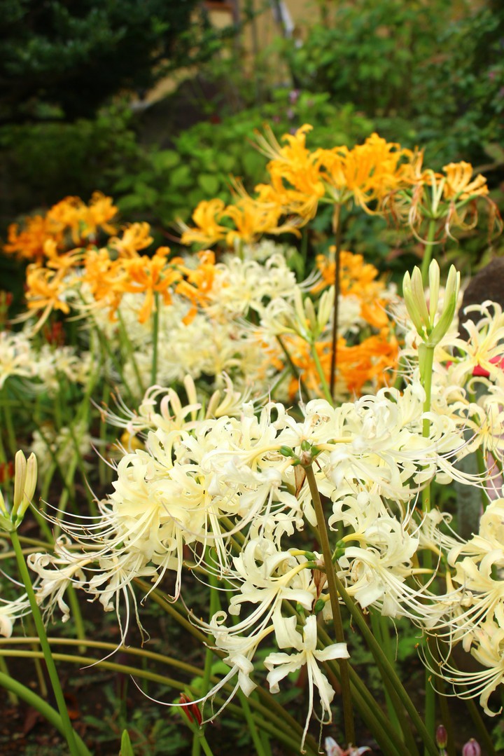 autumn garden