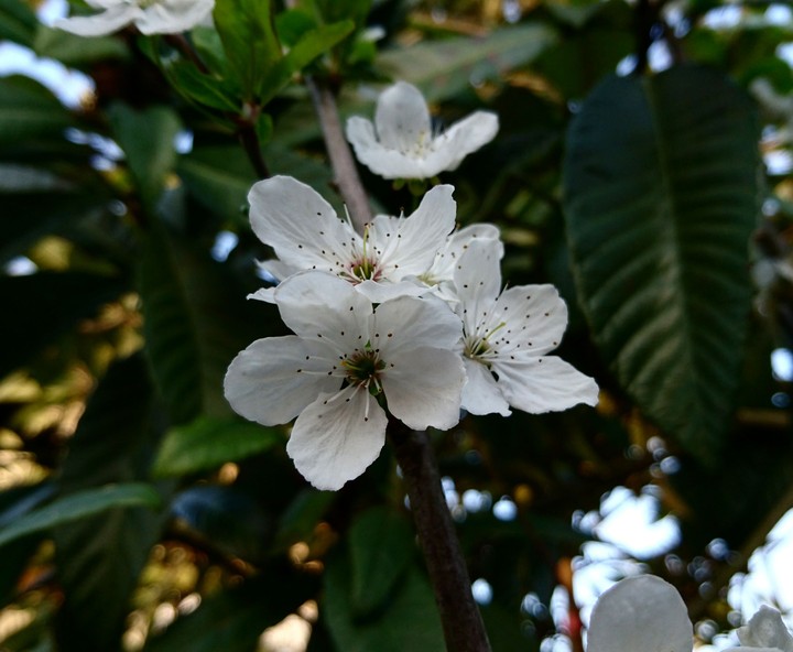 Spring-ti ti