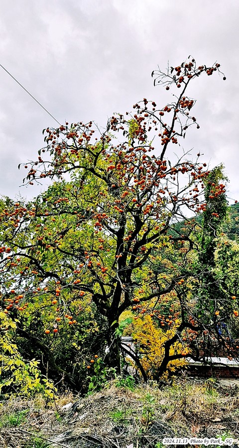 flower, tree桌布
