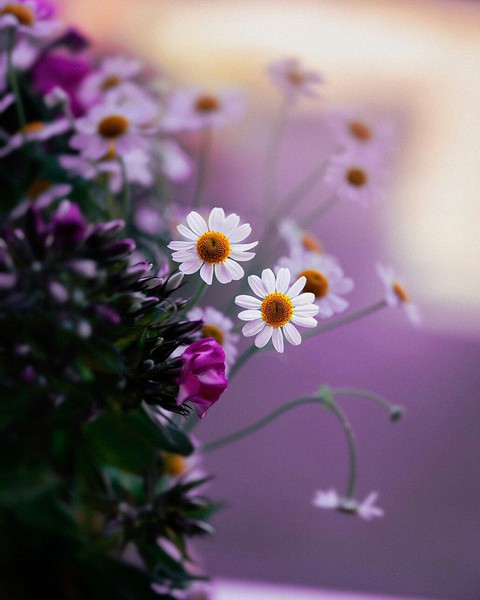 Happy Smilin' Daisies ❤️