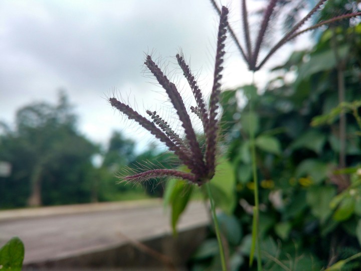 a tiny plant