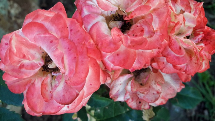 Roses