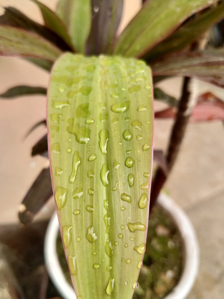 Water drops on leaf