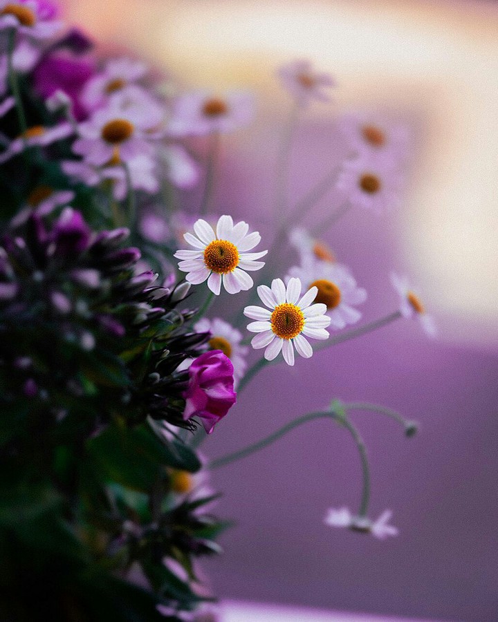 Happy Smilin' Daisies ❤️