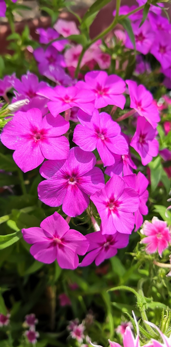 Pink Periwinkle