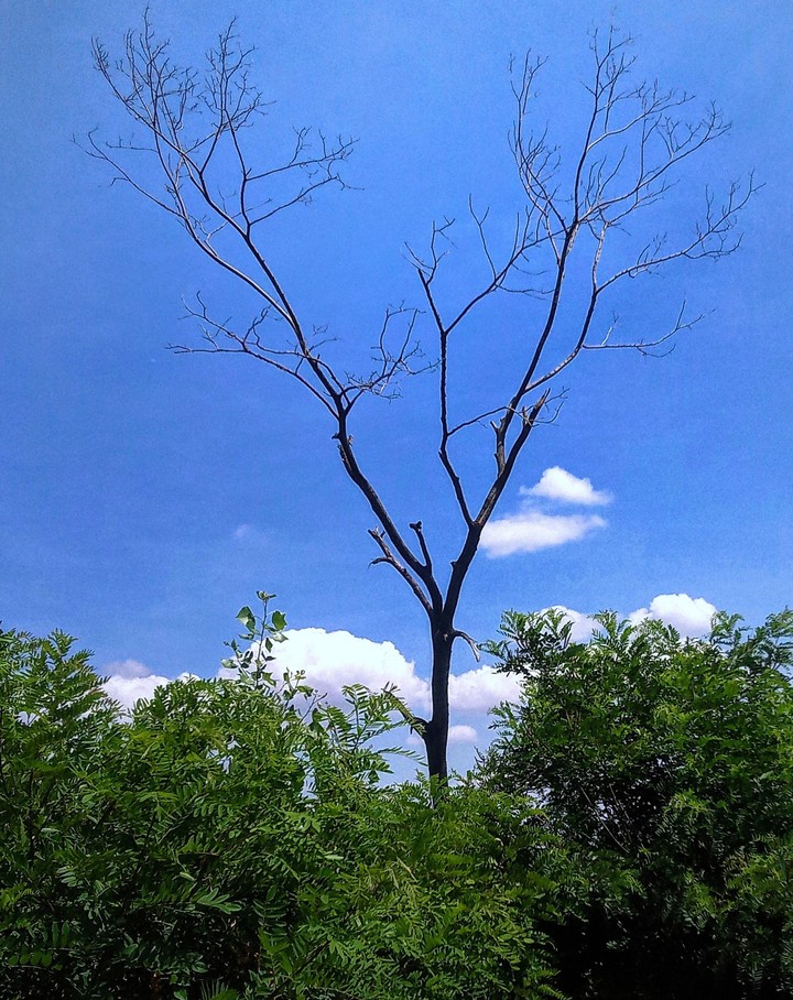 oldtree