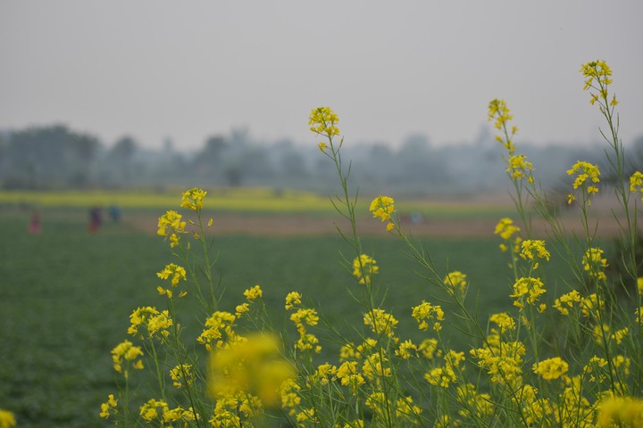 Look at This Flowers, Mustard Flowers.. Click : BY ME..