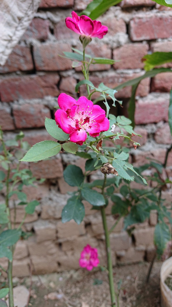 Rose