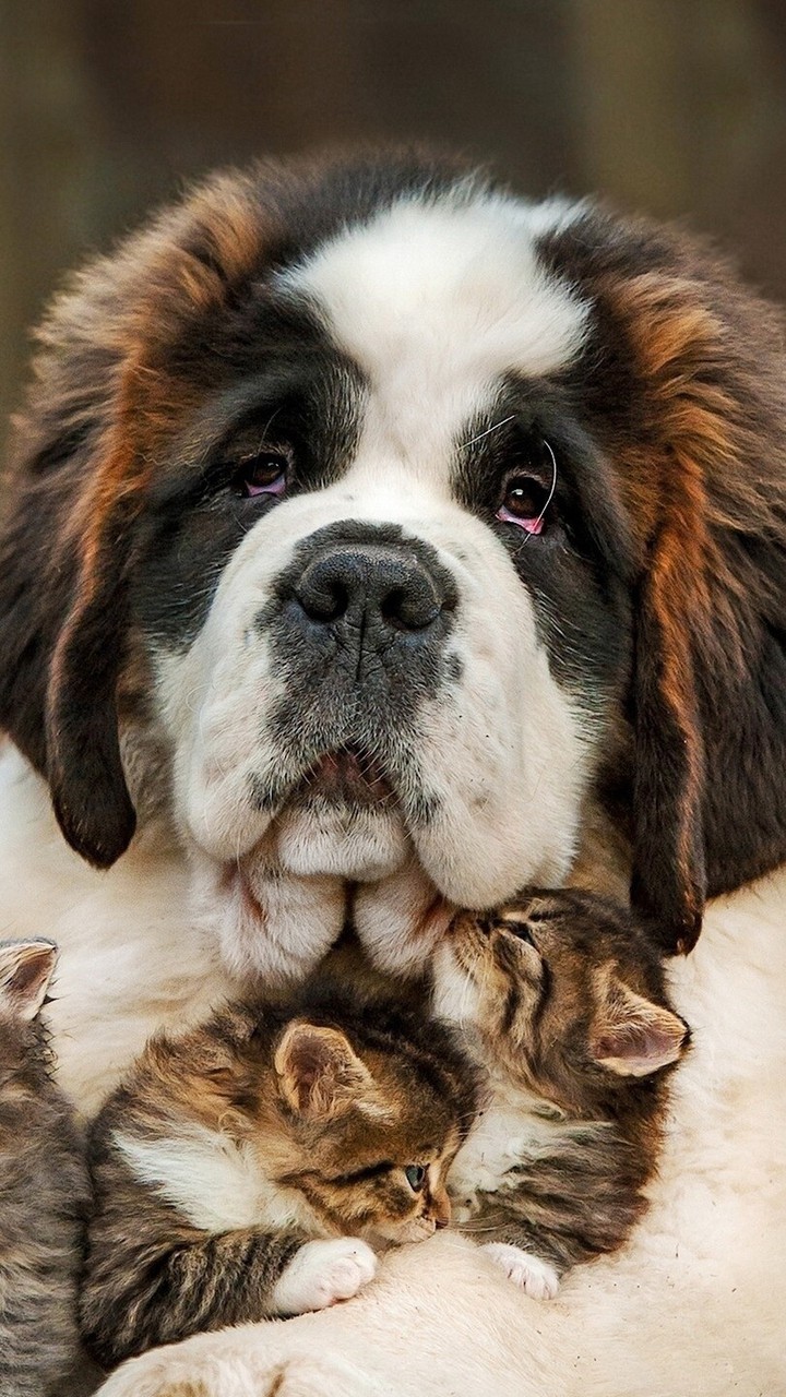 Animals