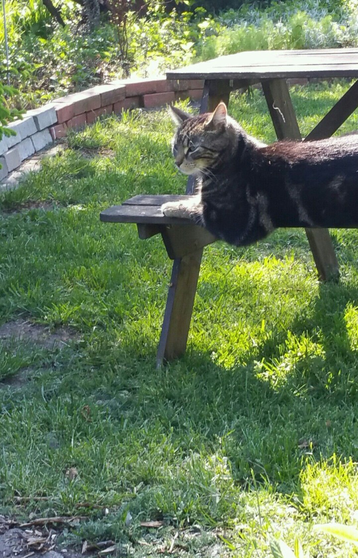 Meine Katze
