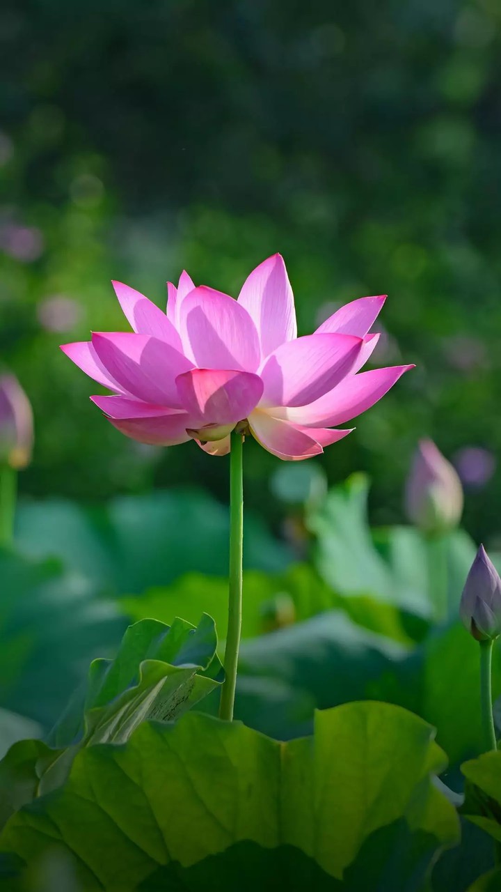 lotus