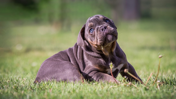 bulldog