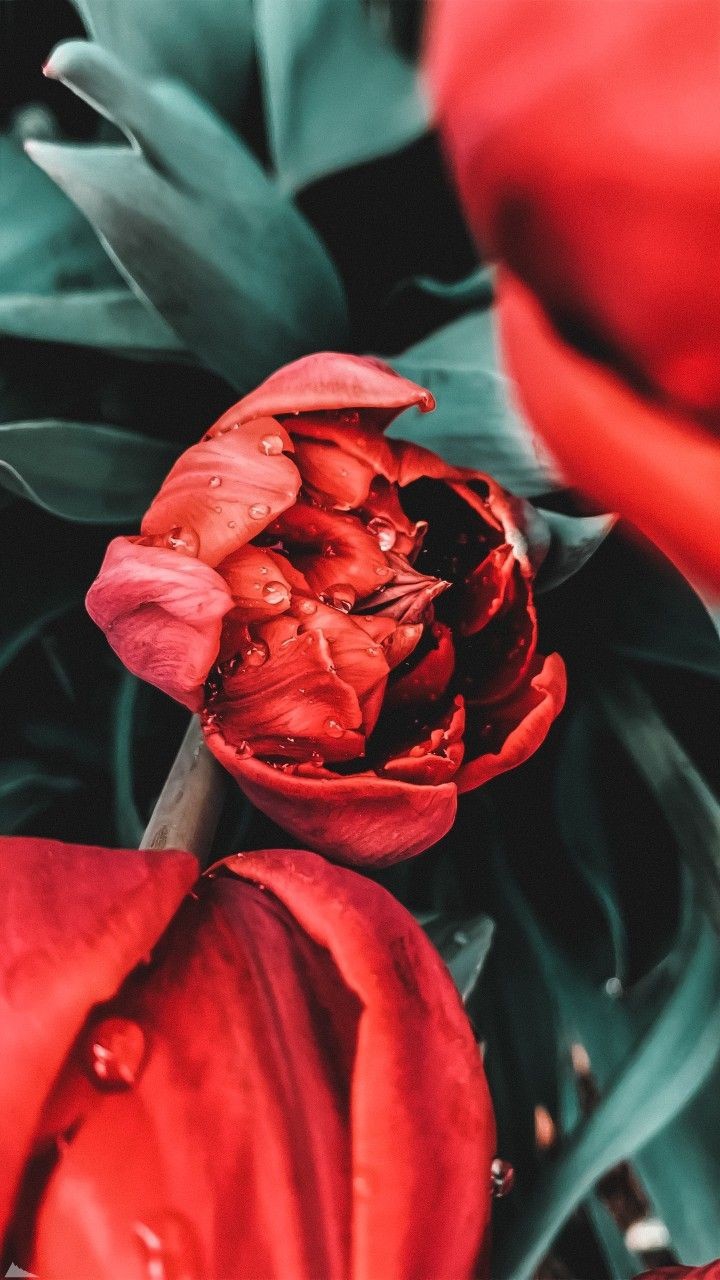 red flower
