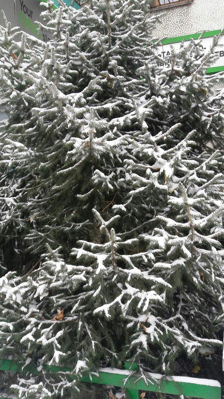 Xmas tree