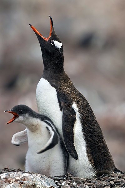 penguin