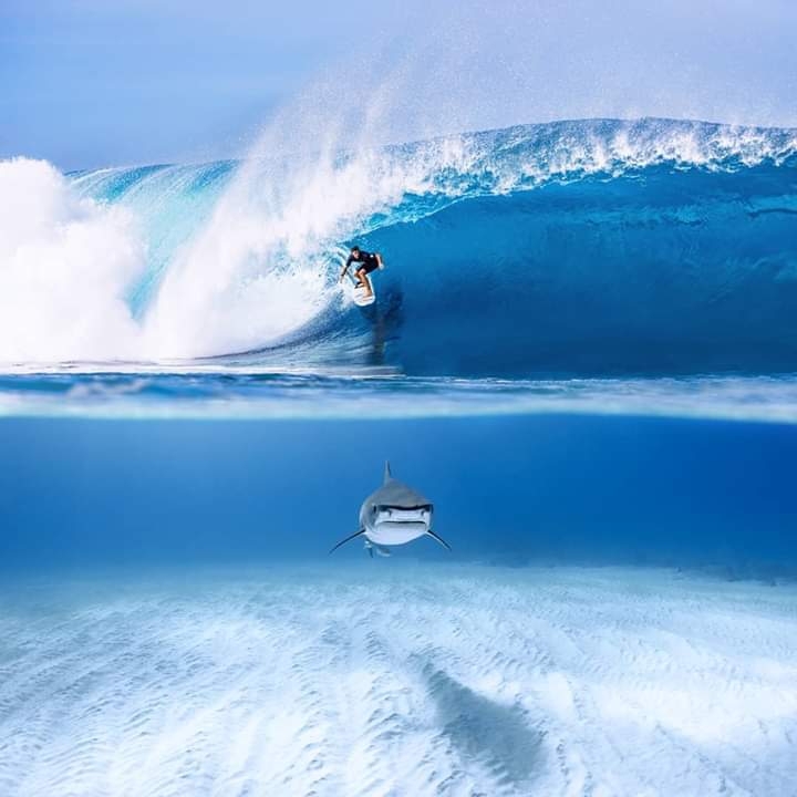 Fear