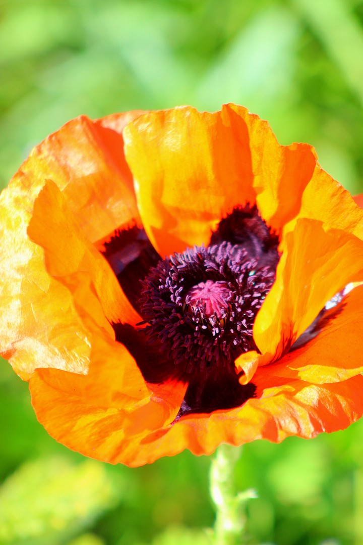 Orange not red