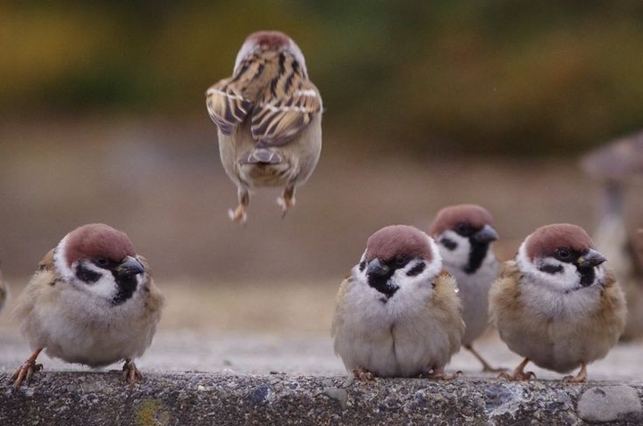 Sparrows