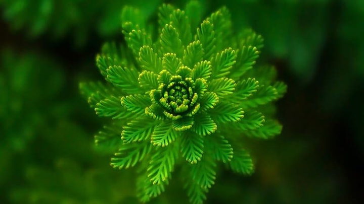 nature  