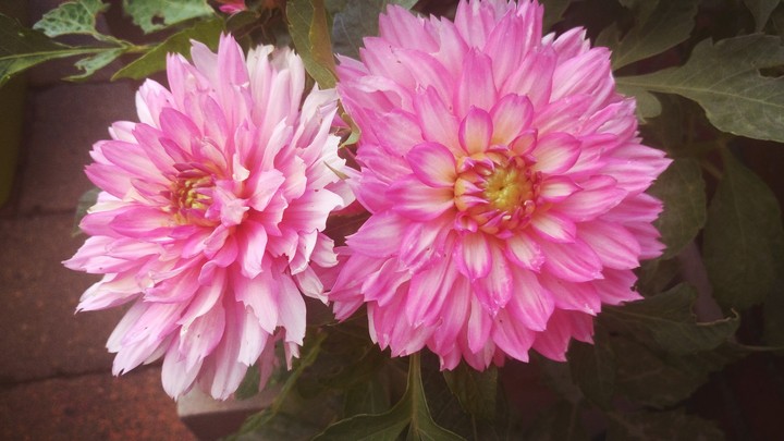 bloemen