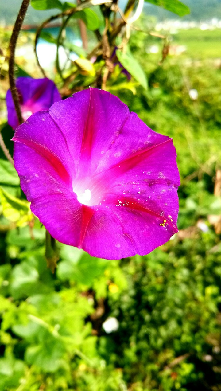 flower