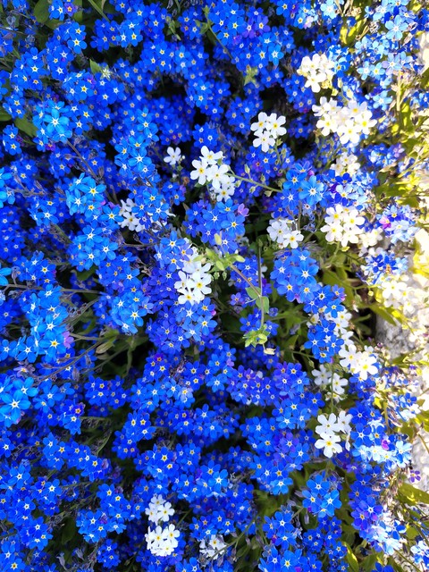 тапети borages, flower