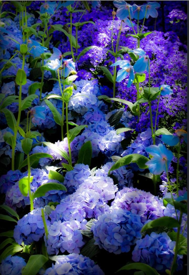 flower & garden