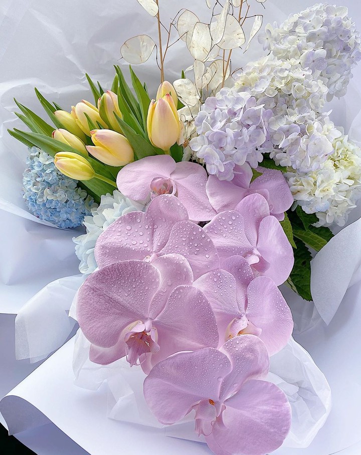 Orchidea