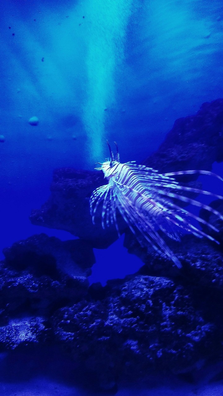 fish