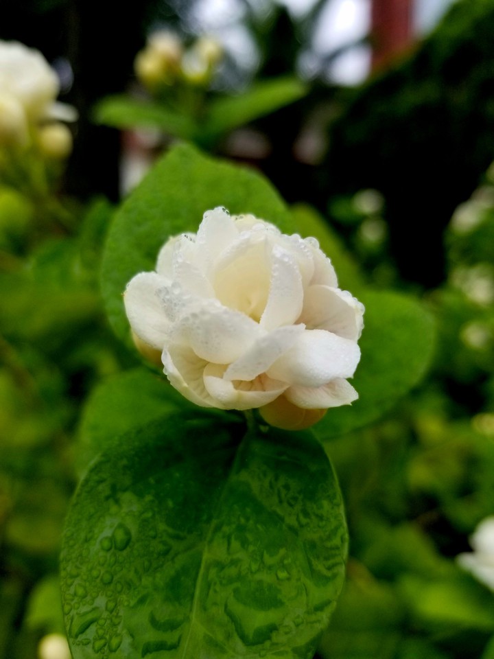 raindrops