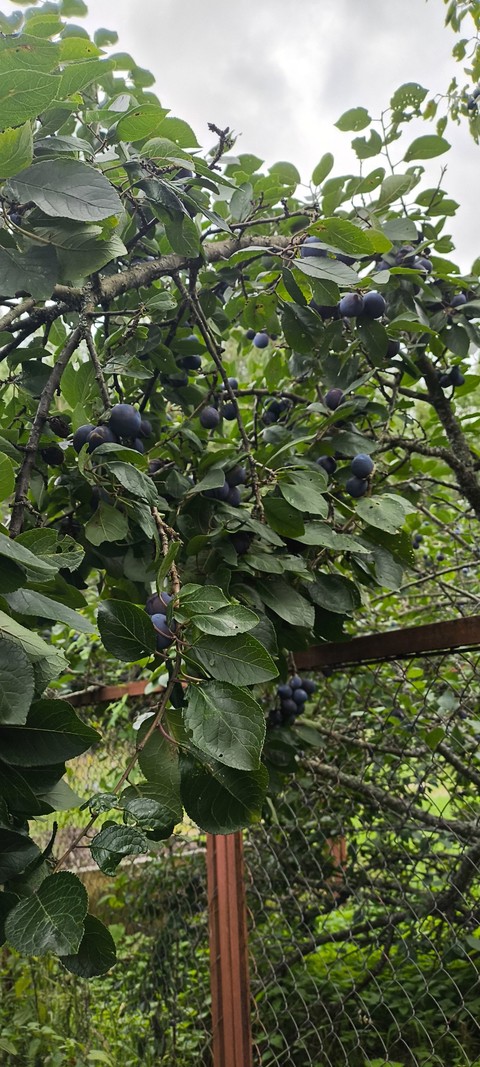 обои fruit, menispermaceae