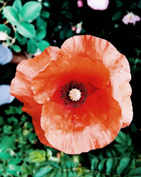 flowers