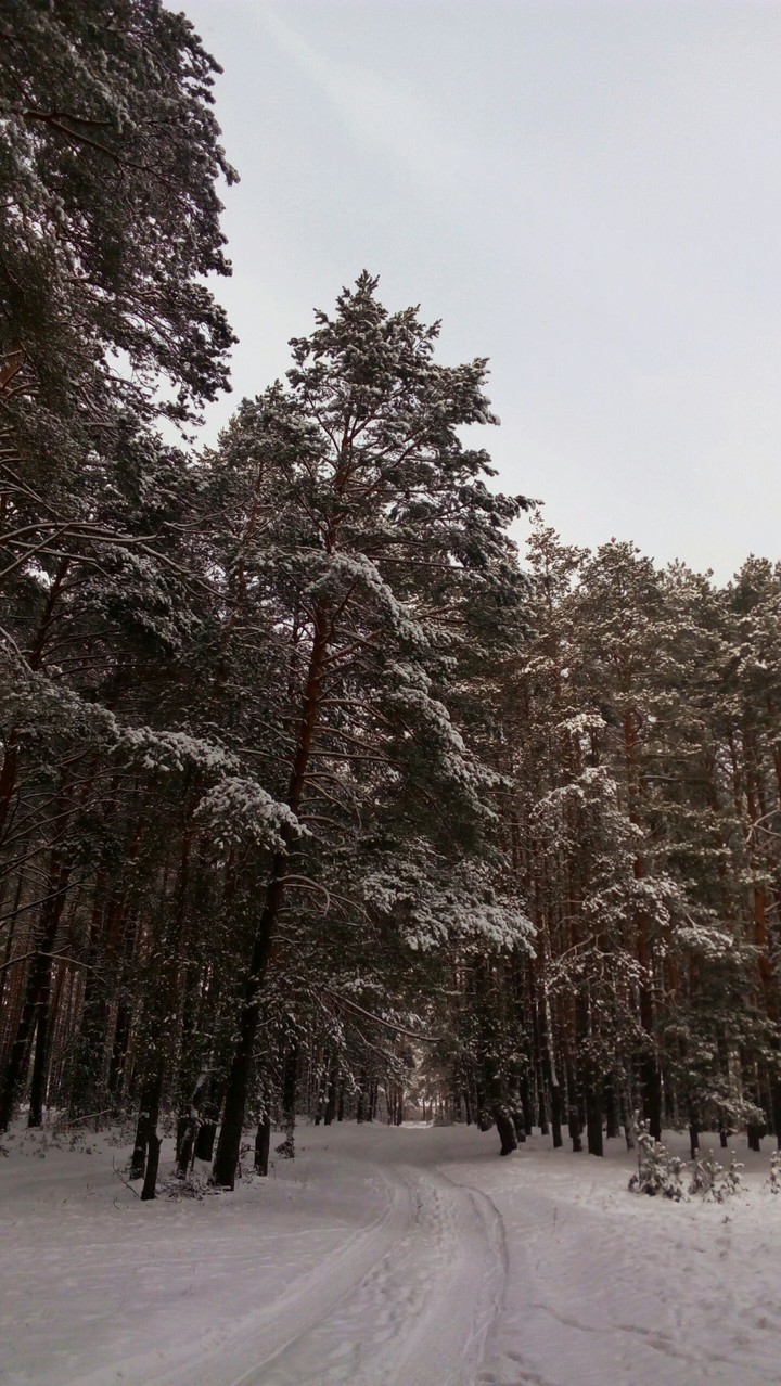 winter forest