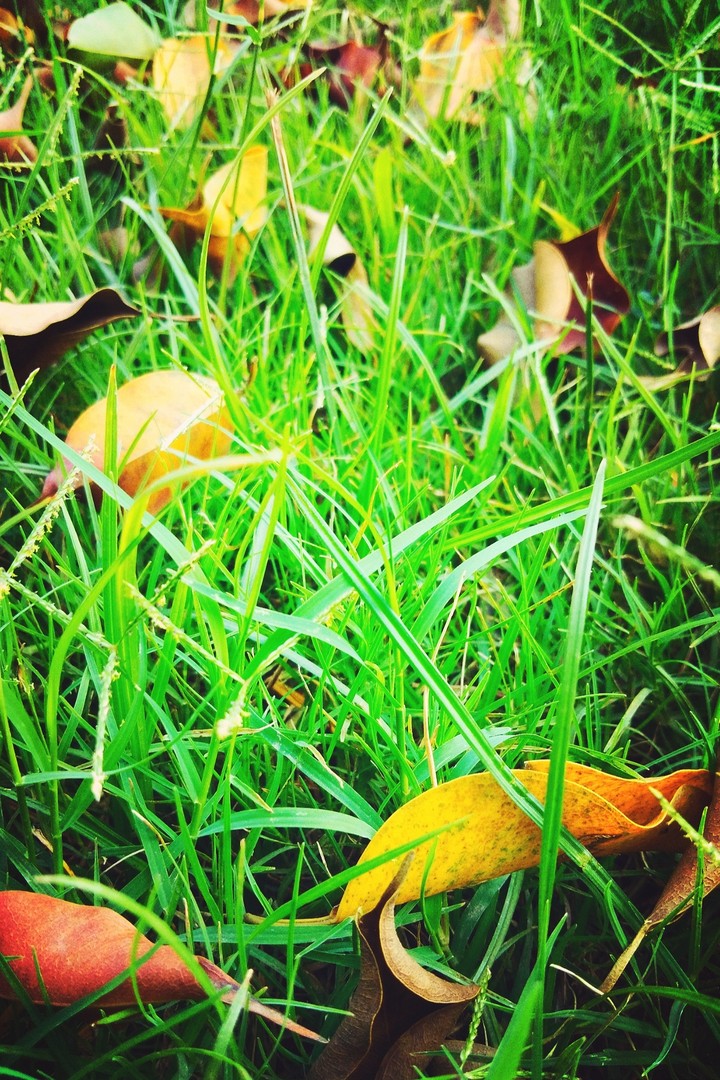 nature