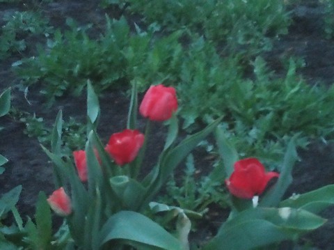flowers: red tulips