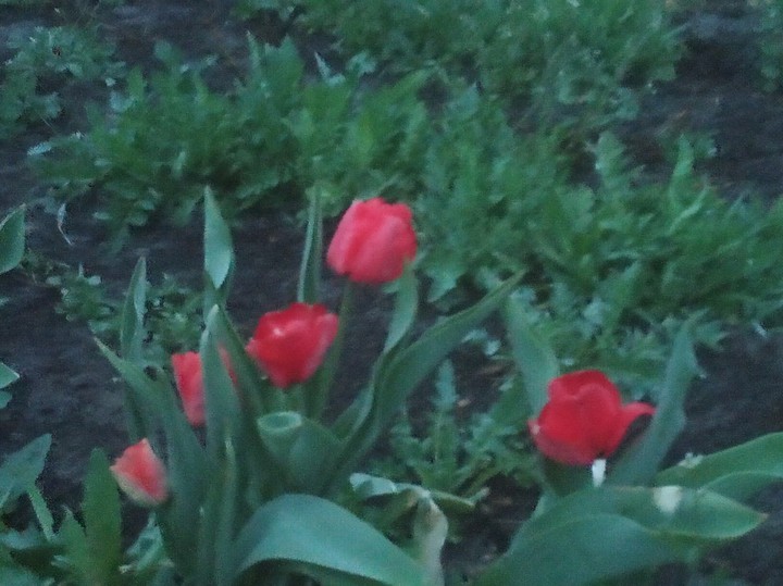 flowers: red tulips