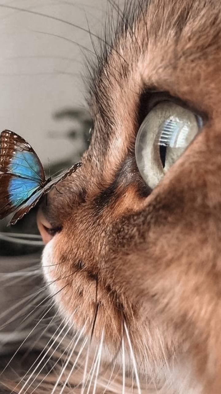 ....
