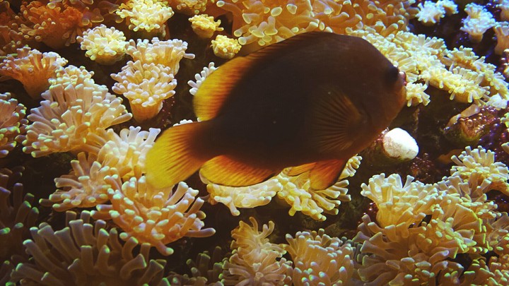fish