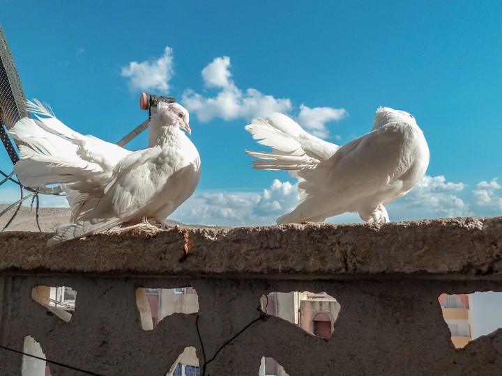 The dove