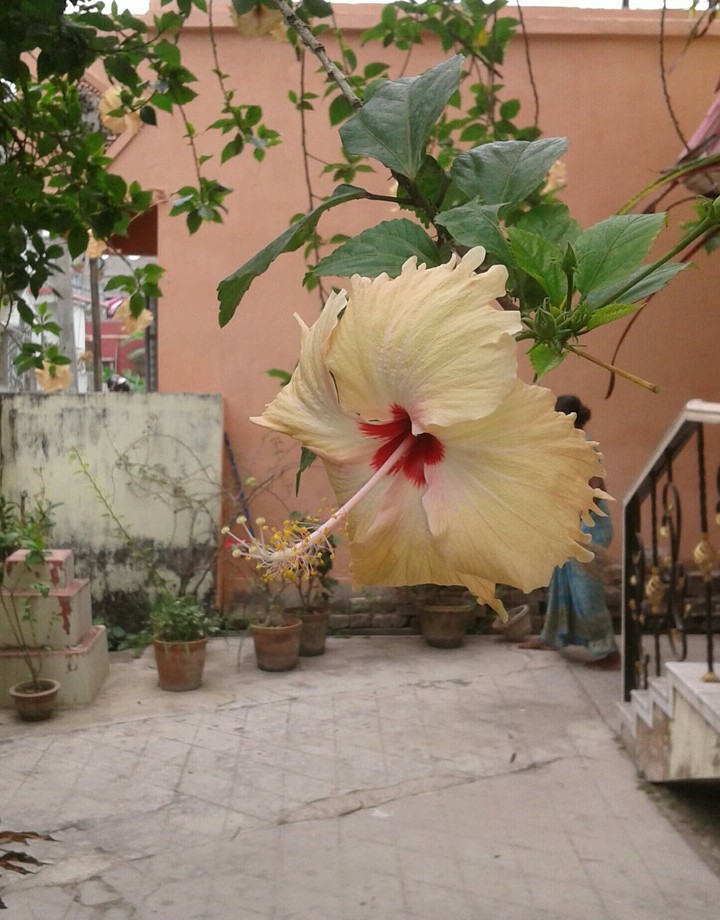 single hibiscus
