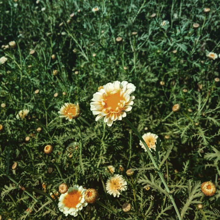 Flower In Sunset