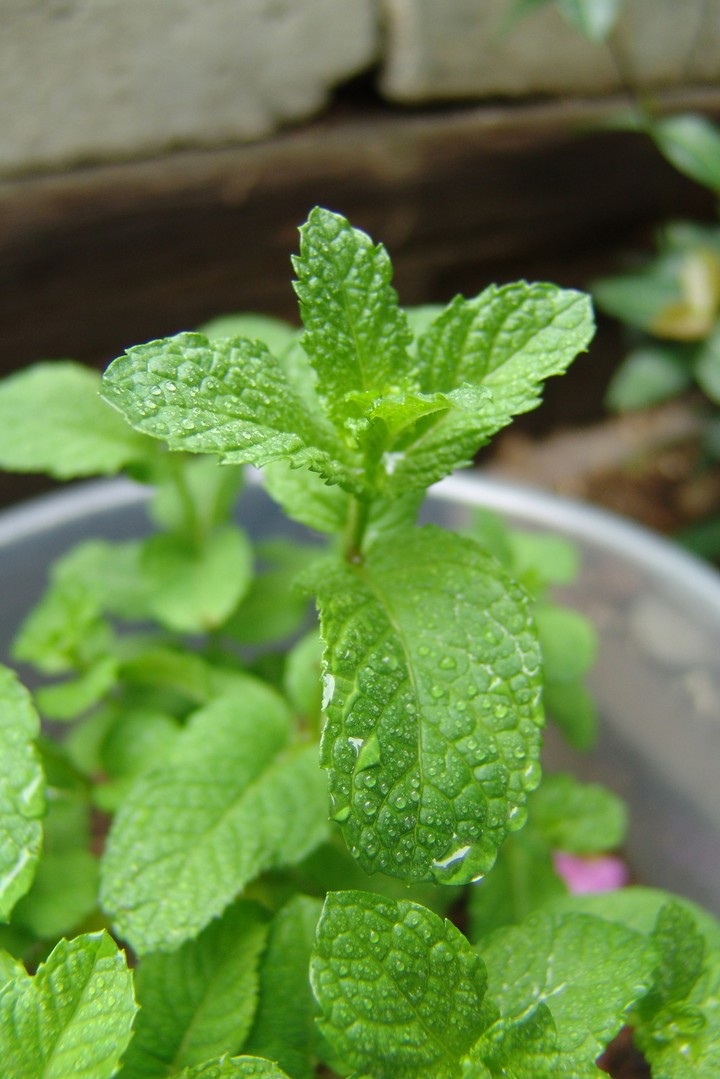 Plant