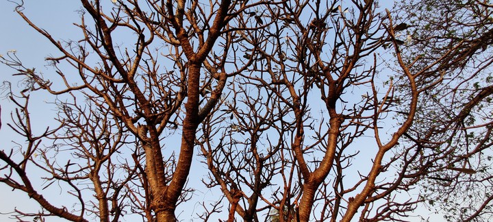 trees