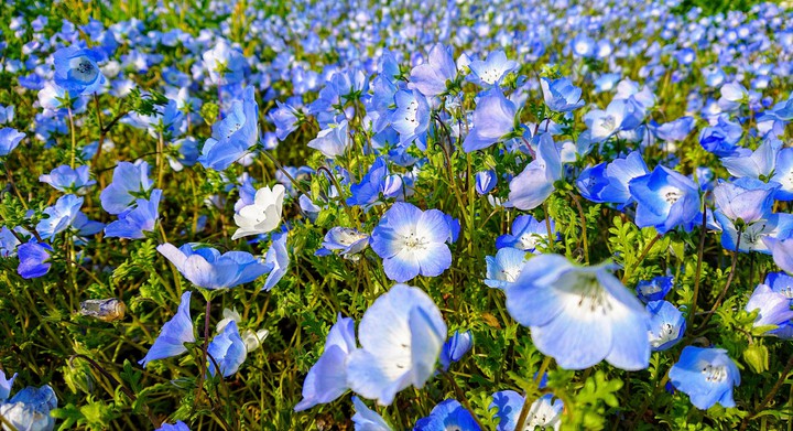 Spring has come.