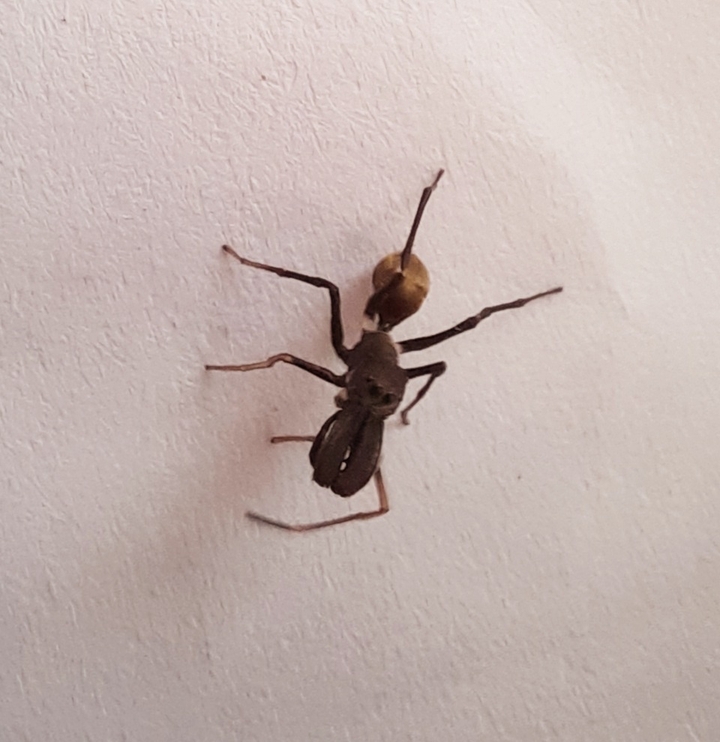 black ant