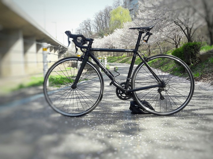 cherry blossom with a bike