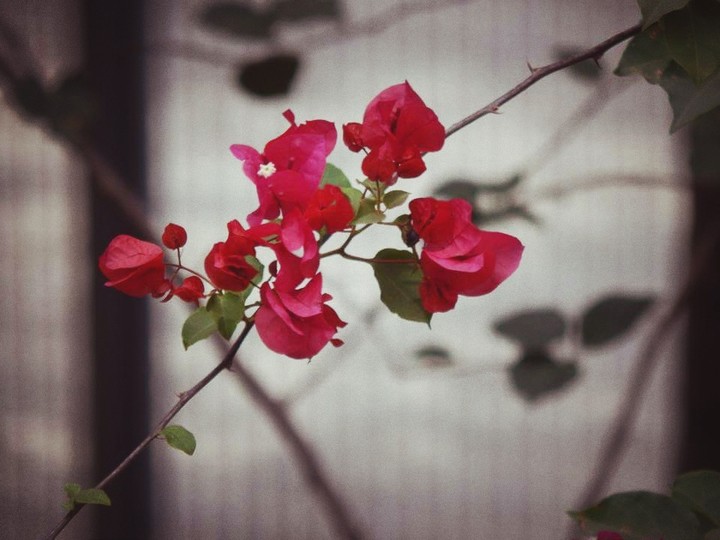 Floresçam...