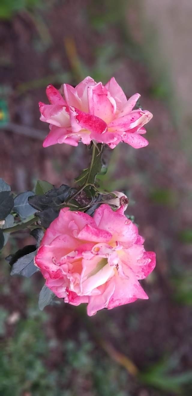 Duo Rosas