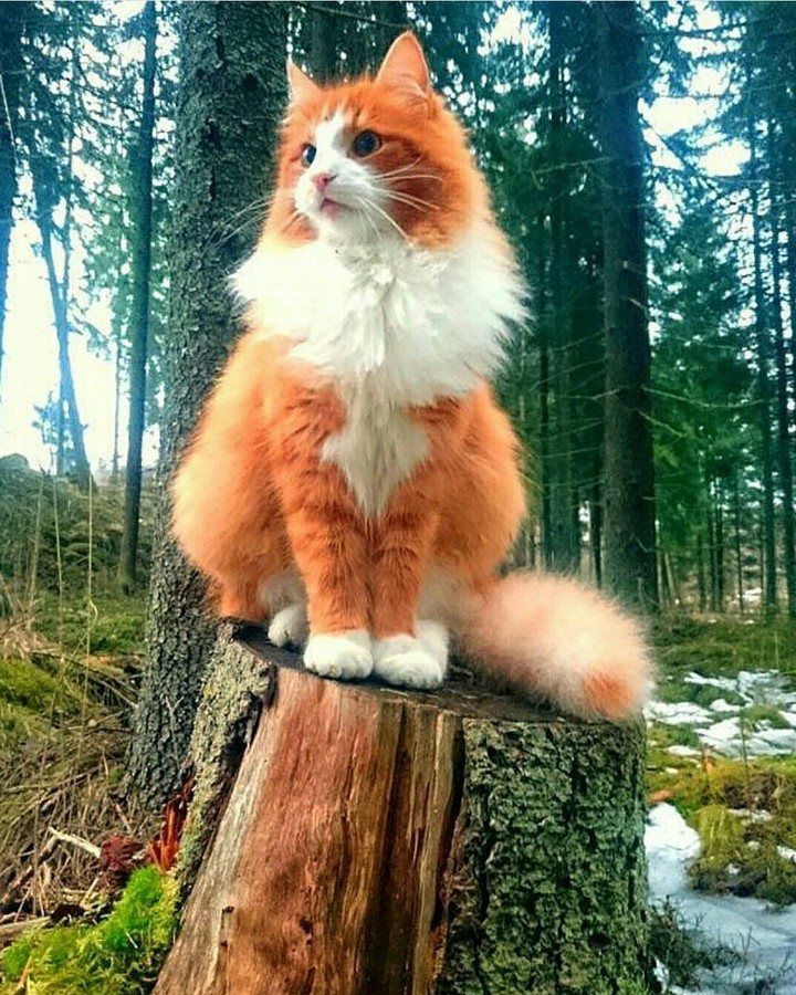 forest cat