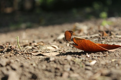 dead leaf